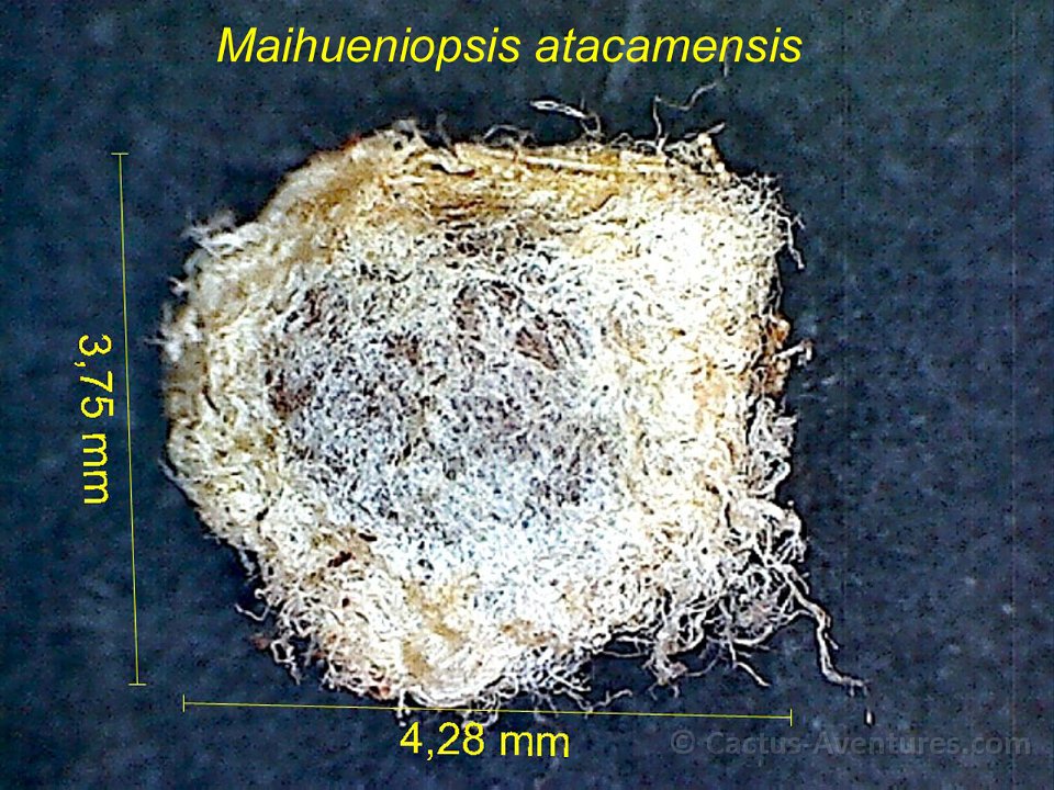 Maihueniopsis atacamensis K